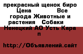 прекрасный щенок биро › Цена ­ 20 000 - Все города Животные и растения » Собаки   . Ненецкий АО,Усть-Кара п.